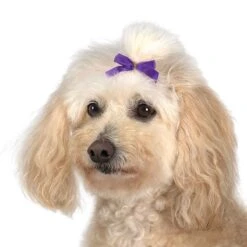 Aria Multi Color Bow Canister 3/8In 100Pc -Pet Sale Store dt161 99 006