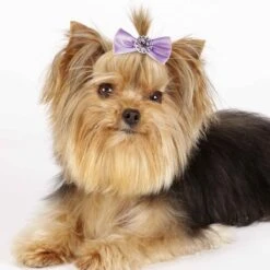 Aria Pixie Bow Canister 100Pc -Pet Sale Store dt163 99 005