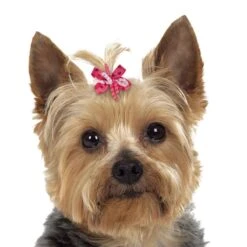 Aria Mia Dog Bow Canister 48Pc -Pet Sale Store dt3324 48 003