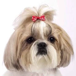 Aria Romeo Bows 48 Piece Canisters -Pet Sale Store dt807 48 006