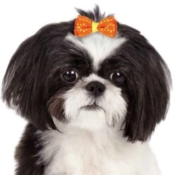 Aria Sunshine Bow Canisters 40 Pcs 5 Aria Sunshine Bow Canisters 40 Pcs -Pet Sale Store dt9516 40 003 1