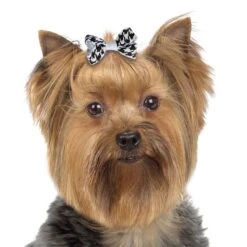 Aria Coco Bows 48-Piece Canisters -Pet Sale Store dt9988 48 003