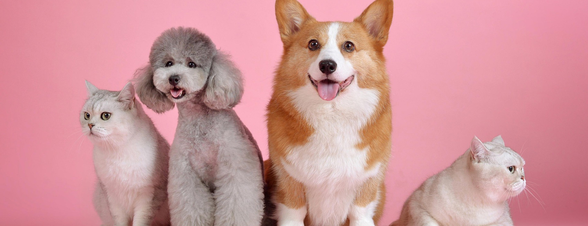 Front Page -Pet Sale Store pets 3715733 1920