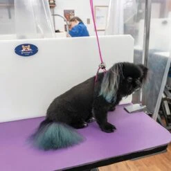 Front Page -Pet Sale Store zx2400 ts pink final front